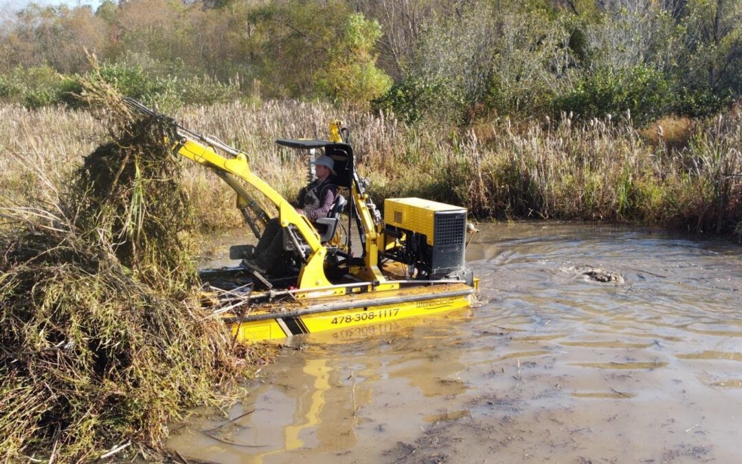Cattail Removal in Georgia: How to Control and Get Rid of Cattails the Right Way