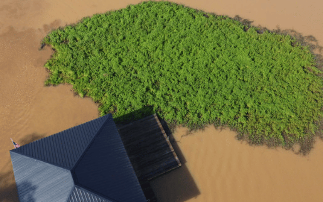 Lake Sinclair, GA Shoreline Maintenance: Protecting Your Waterfront Paradise 